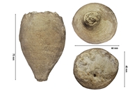 Apiocrinus parkinsoni